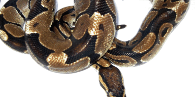 Indonesier beim Schlangen-Waschen von eigener Python erwürgt
