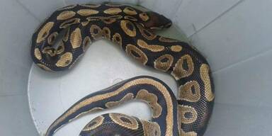 Python im Mistkübel - Besitzer hielt Tier für tot
