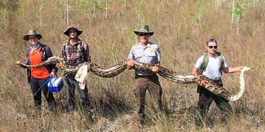 Über 5 Meter lange Riesen-Python in Florida gefangen