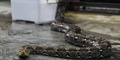 Frauenleiche in Haus voller Schlangen entdeckt – mit Python um Hals!