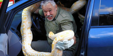 4-Meter-Python kriecht während der Fahrt im Auto herum