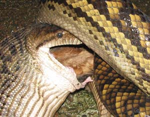 python