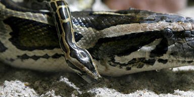 python_