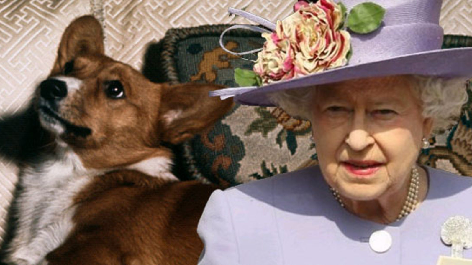 Hunde der Queen bekommen täglich Steaks - stars24