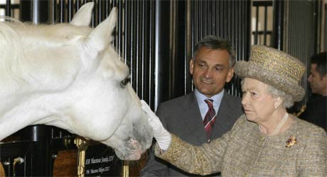queen_lipizzaner_pre