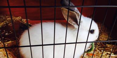 Herzlos: Kaninchen bei klirrender Kälte ausgesetzt