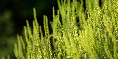 Experten warnen vor massiver Belastung durch Ragweed-Blüte