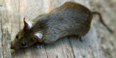 Pfefferspray gegen Ratte: Vier Verletzte