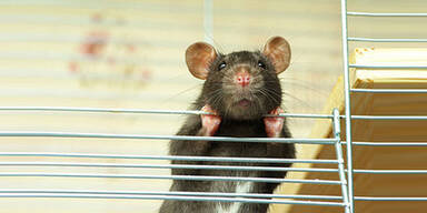 Internet-User können Ratte erschießen