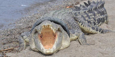 Krokodil ist seit Jahren in Autoreifen gefangen