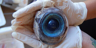 Forscher streiten über Riesen-Auge 