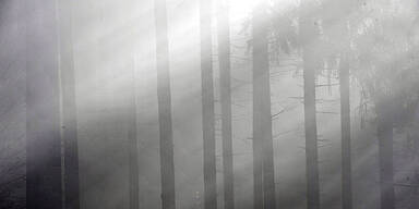 Winter Nebel Sonnenstrahlen Wald Frost