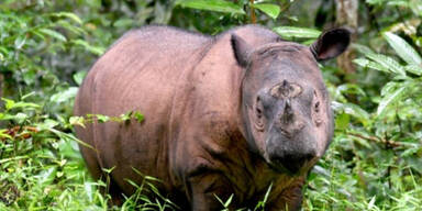 Malaysias letztes Sumatra-Nashorn ist tot