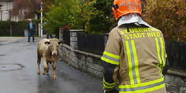 Polizei erschießt ausgerissenen Stier