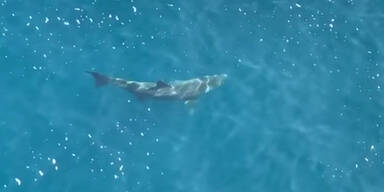 8 Meter langer Riesenhai in der Nordsee gesichtet