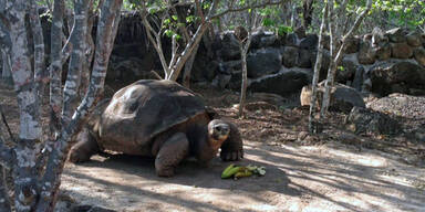 Galápagos-Riesen- schildkröte Pepe ist tot