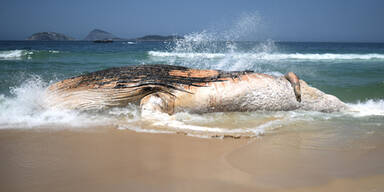 30-Tonnen-Wal in Rio angespült