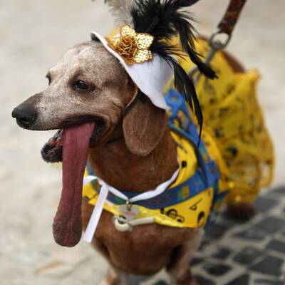 Schräg! Karneval der Tiere in Rio