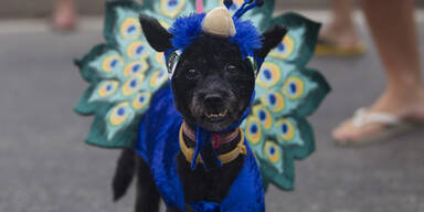 Karneval der Tiere in Rio de Janeiro