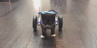 Rollstuhl-Kätzchen wird Internet-Hit