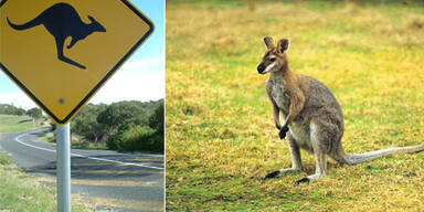 roo_sign