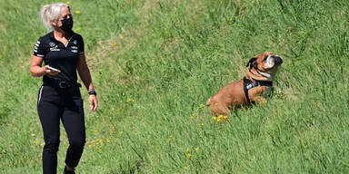 Hamilton-Hund Roscoe mit Physio Angela Cullen in Spielberg