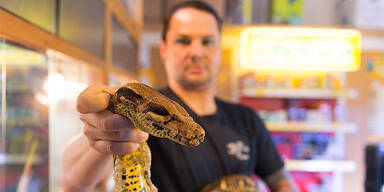 Riesen-Python im Mühlviertel gefunden