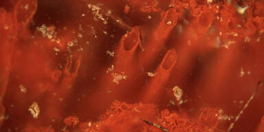 Älteste Mikrofossilien der Erde entdeckt