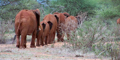 Safari-Abenteuer im Nationalpark