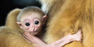 So süß ist das neue Gibbons-Baby