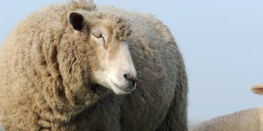 Schaf getötet - Frau reicht Scheidung ein