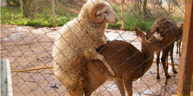 Schaf im Tierpark Kunming