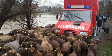 Feuerwehr rettet hunderte Schafe