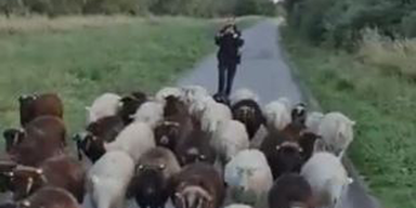 Mäh-Schafe sorgen für Polizei-Einsatz auf Donauinsel