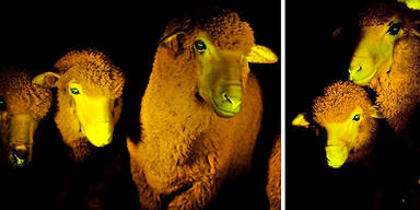 Leuchtende Schafe