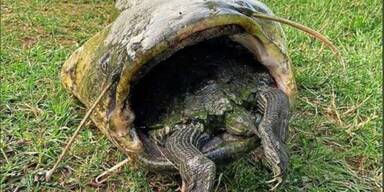 Wels verschluckte sich an Schildkröte - Beide tot