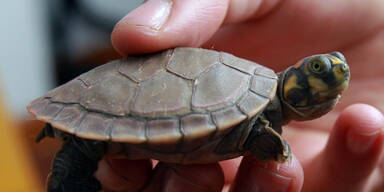 771 Babyschildkröten in Socken geschmuggelt