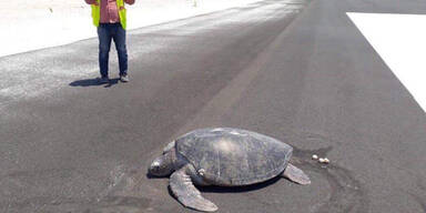 Strand weg: Schildkröte legt Eier auf Startbahn