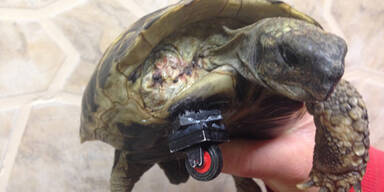 Schildkröte erhielt Lego-Prothese