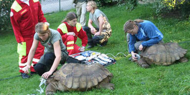 Feuer im Zoo: Schildkröten beatmet