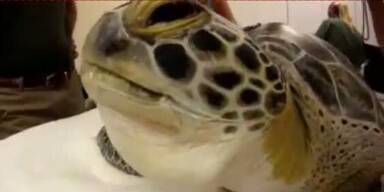 Florida: Zahnarzt rettet Schildkröte das Leben