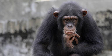 Schimpansen betrinken sich mit Palmsaft