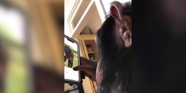 Schimpanse vor Handy
