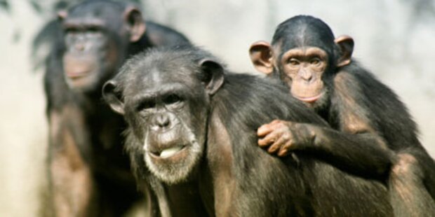 Können Singles von Schimpansen lernen?