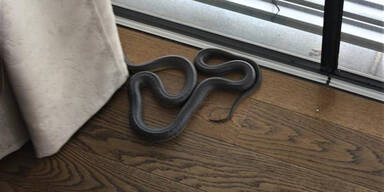 Schock-Fund: 2-Meter-Schlange im Wohnzimmer