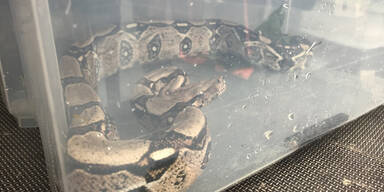 Feuerwehr schnappt aggressive Python