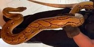 Einbrecher-Alarm: Polizei "verhaftet" Python-Schlange