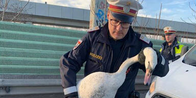 Wiener Polizei rettet Schwan auf A23