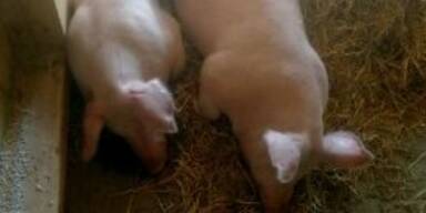 Sensationell: Schweine erneut aus Tierfabrik befreit