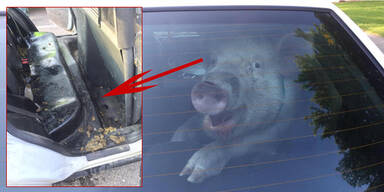 Internet-Hit: Schwein macht in Polizeiauto